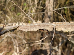 Ulmus alata