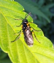 Adurgoa gonagra