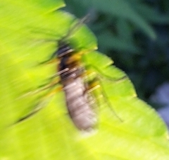 Adurgoa gonagra