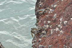 Grapsus tenuicrustatus