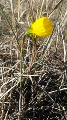 Narcissus bulbocodium