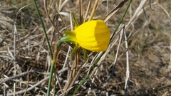 Narcissus bulbocodium