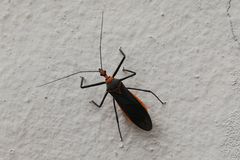 Repipta fuscipes