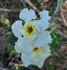 Mandevilla petraea