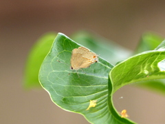 Arzecla tucumanensis