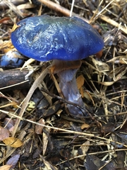 Stephanopus azureus