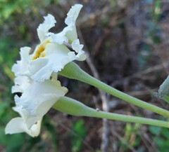 Mandevilla petraea