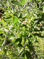 Aloysia gratissima