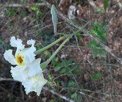 Mandevilla petraea