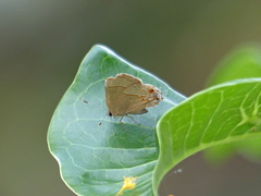 Arzecla tucumanensis