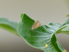 Arzecla tucumanensis