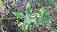 Mandevilla petraea