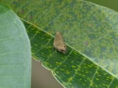 Arzecla tucumanensis