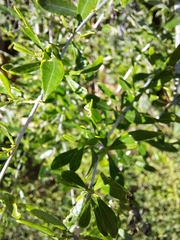 Aloysia gratissima