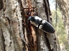 Chalcolepidius webbi