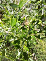 Aloysia gratissima