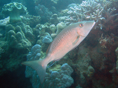 Lethrinus nebulosus