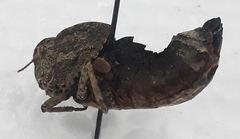 Ocneridia microptera