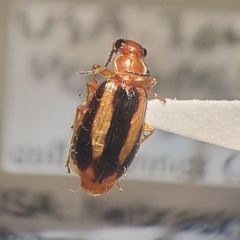 Lebia solea