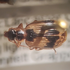 Lebia fuscata