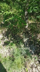 Peucedanum ruthenicum