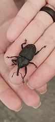 Homalinotus coriaceus