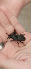 Homalinotus coriaceus