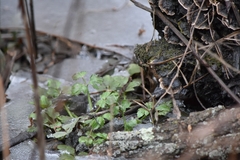 Ranunculus hispidus