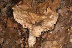 Russula eccentrica