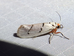 Enaemia atrolinea
