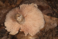 Russula eccentrica