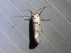 Enaemia atrolinea