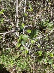 Cercocarpus betuloides