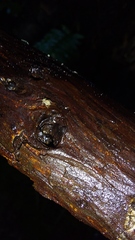 Entomobrya unostrigata