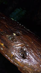 Entomobrya unostrigata