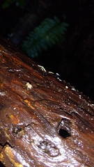 Entomobrya unostrigata