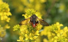 Trichiosoma triangulum
