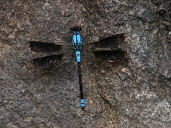 Diphlebia euphoeoides
