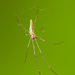 Tetragnatha - Photo (c) greglasley, some rights reserved (CC BY-NC), uploaded by Greg Lasley