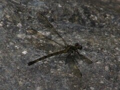 Diphlebia euphoeoides