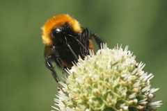 Bombus dahlbomii