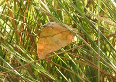 Polyura zoolina