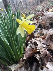 Narcissus pseudonarcissus