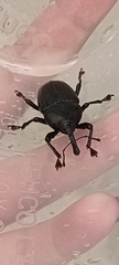 Homalinotus coriaceus