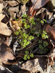 Erigenia bulbosa