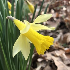 Narcissus pseudonarcissus