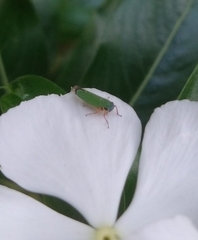 Versigonalia vermiculata