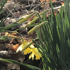 Narcissus pseudonarcissus