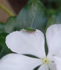 Versigonalia vermiculata