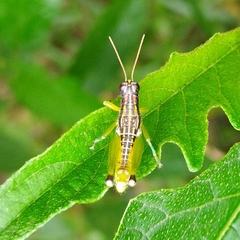 Ommatolampidinae